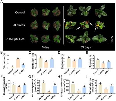 Resveratrol enhances the tolerance of Malus hupehensis to potassium deficiency stress